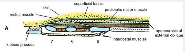 ABOVE THE COSTAL MARGIN, - ANTERIOR WALL # APONEUROSIS OF THE EXTERNAL OBLIQUE.