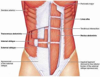 What are the Layers of Anterior Abdominal Wall Skin Superficial Fascia - Above the umbilicus one layer - Below the umbilicus two layers Camper's fascia - fatty superficial layer.