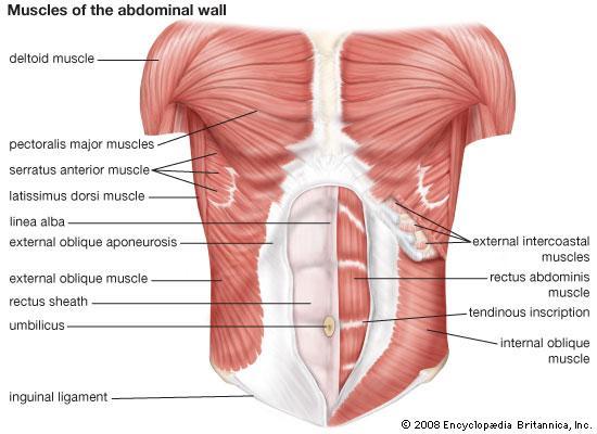 Muscles Rectus abdominis External oblique muscle