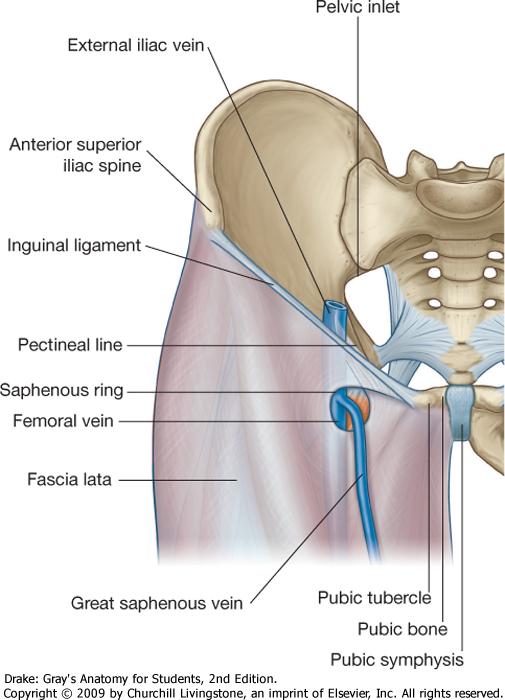 Femoral canal A virtual space from the femoral ring to the saphenous hiatus.