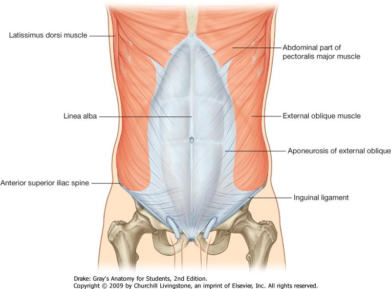 External oblique muscle Origin: outer surface of the 5th to 12th ribs Insertion: outer lip of the iliac crest, rectus sheath Action: