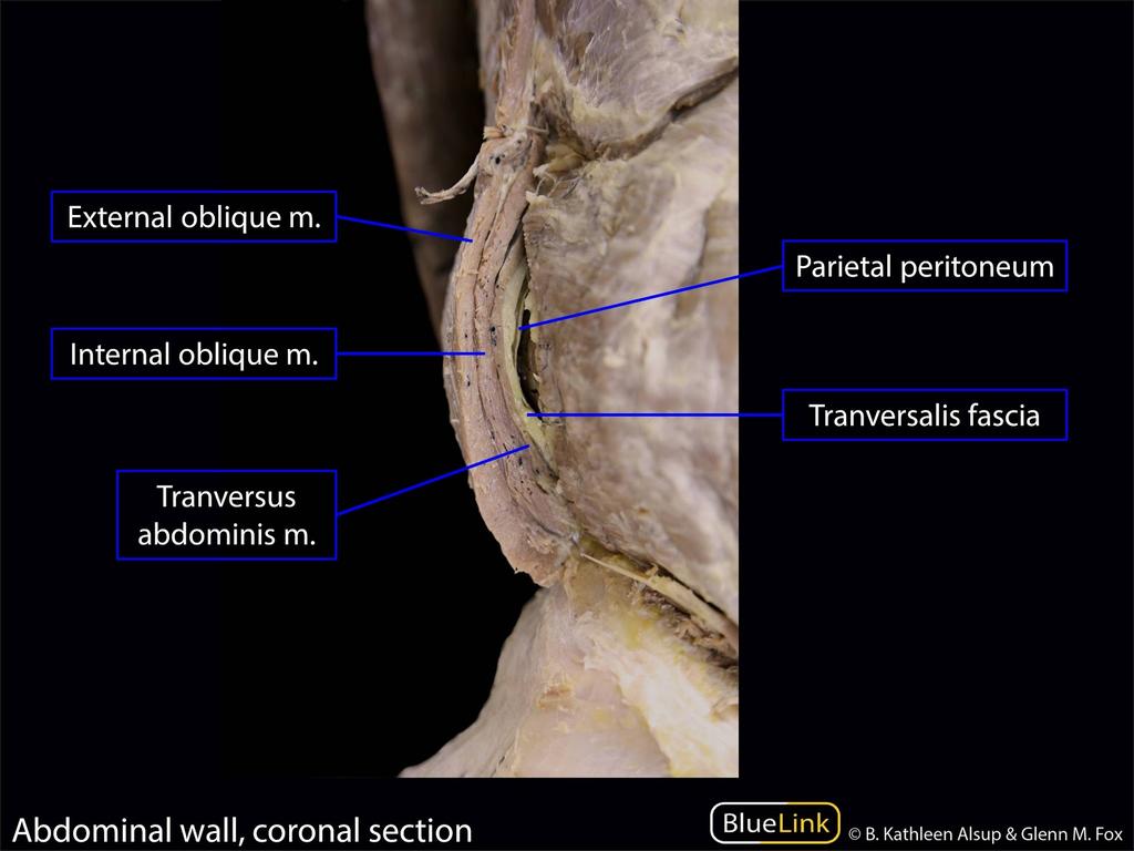 Inguinal canal Posterior wall: