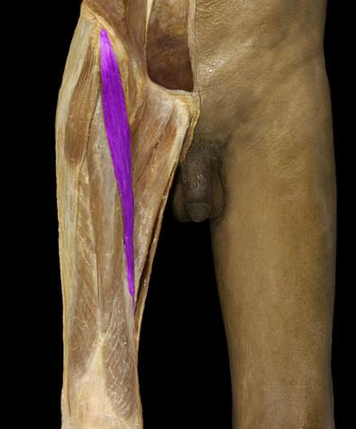 Adductor canal