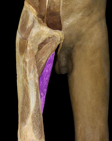 Adductor canal Medial wall: adductor