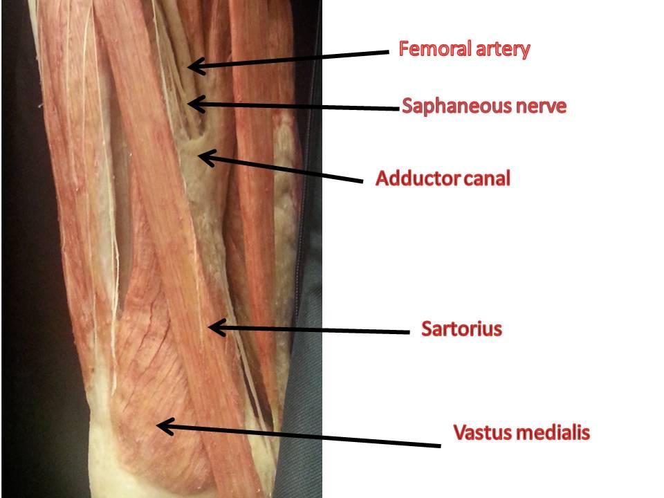Adductor canal Contents: Femoral artery Femoral vein Saphenous nerve (pierces the