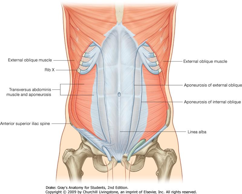 Transversus abdominis muscle Origin: inner surfaces of the 7th to 12th ribs, thoracolumbar fascia, inner lip of the iliac crest, anterior superior iliac spine, inguinal ligament Insertion: