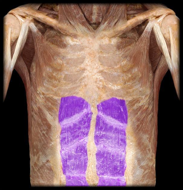 Rectus abdominis muscle Origin: cartilages of the 5th to 7th