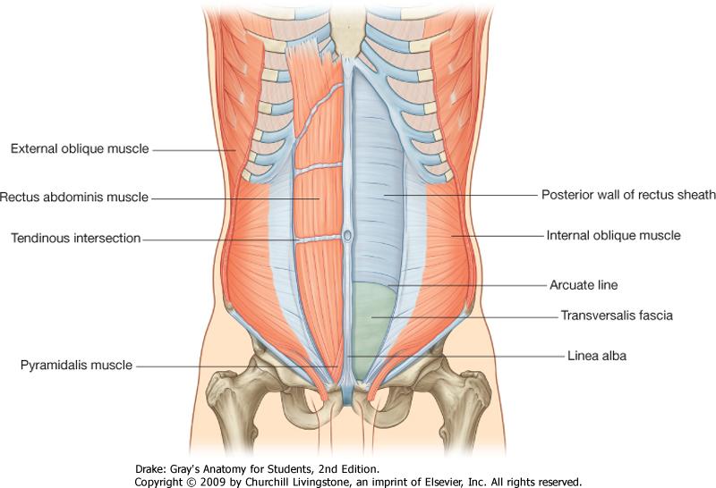 and symphysis Action: flexion of the lumbar spine, active in
