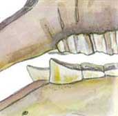 Etiology - Hereditary - May result from horse born with an overbite. Developmental - May result secondary to molar malocclusion that forces jaw out of alignment.