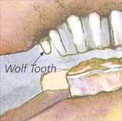 WOLF TOOTH Definition - Small shallow rooted teeth in front of premolars. Most common in upper jaw. Can occasionally occur in front of lower premolars. Etiology - A normal finding in most horses.