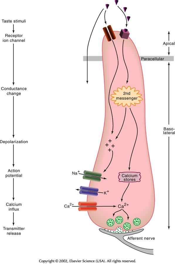 Taste Receptor Cell Transduction Direct transduction: some taste stimuli are ions that carry currents through ion channels.