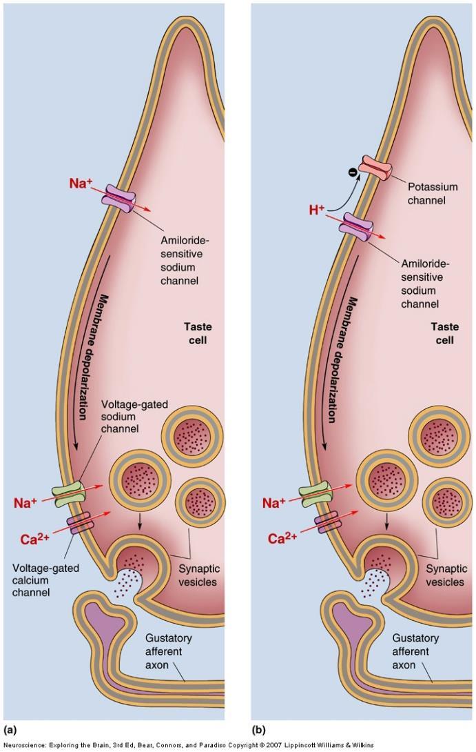Direct Transduction: Salty and Sour Salty: Na + ions enter through Na + channels, depolarizing membrane.