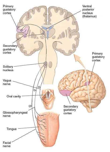 Gustatory afferent neurons leave the mouth as part of the 7 th, 9 th, and 10 th cranial nerves to the solitary nucleus of the medulla.