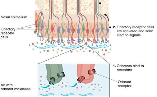 Olfactory Receptor Cells Olfactory receptor cells are located in the upper part