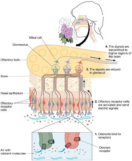 Chemotopic Organization: Bulb The axons of olfactory receptors (1 st cranial nerve) terminate on mitral cell dendrites in olfactory glomeruli within the olfactory bulb