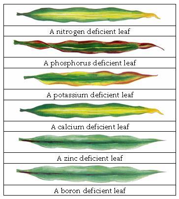 Nutrient Deficiencies Boron Deficiency Like sulfur, boron (B) is likely to be a problem in soils with low ph, and soils that are low in organic matter.