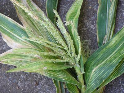 Viral Diseases Maize Mosaic Virus Maize Mosaic Virus (MMV) is of great importance in Hawaii.