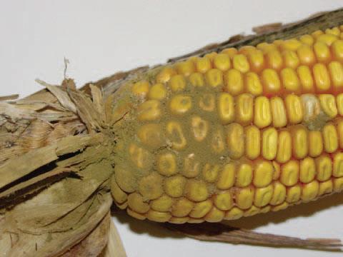 Aspergillus infected kernels have lower germination than non-infected ears and in cases of early infection can reduce seed set.