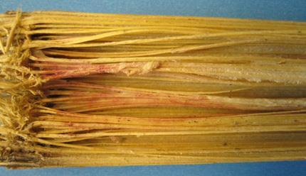 Fusarium is spread season-to-season in corn debris and stubble.