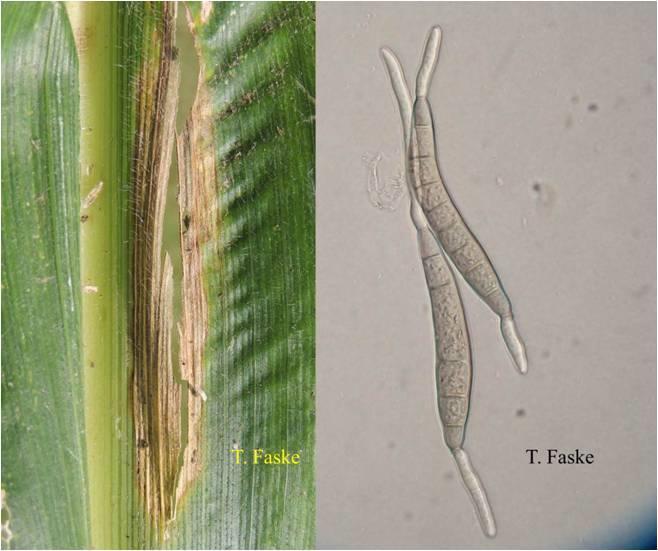 Fungal Diseases Northern Corn Leaf Blight Northern Corn Leaf Blight (NCLB) is a foliar disease affecting corn caused by the fungal pathogen Exserohilum turcicum.