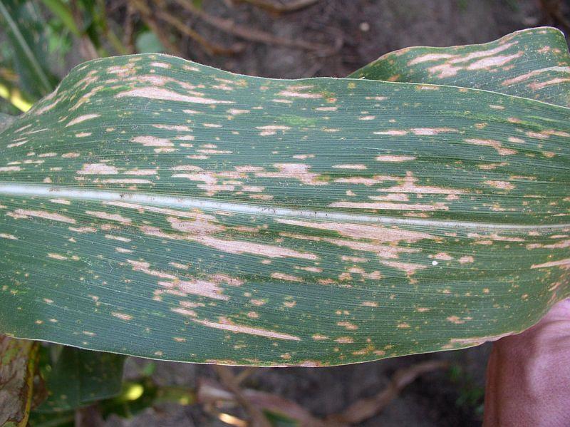 Fungal Diseases Southern Corn Leaf Blight Southern Corn Leaf Blight (SCLB) (caused by the fungus Bipolaris maydis) is a foliar disease affecting corn in Hawaii.