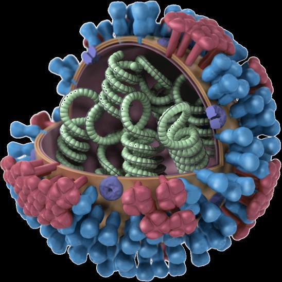 Influenza - What RNA virus with A and B serotypes Both A and B cause endemic flu A causes pandemics A serotype