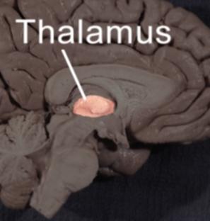 Thalamus:
