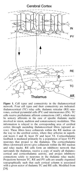 Basic thalamic circuit Inputs contact both relay and interneurons using excitatory connections (Glu and NMDA receptors). They go to proximal zone of relay cell dendrites.