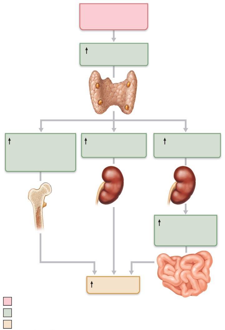 Figure 16.13 Effects of parathyroid hormone on bone, the kidneys, and the intestine.