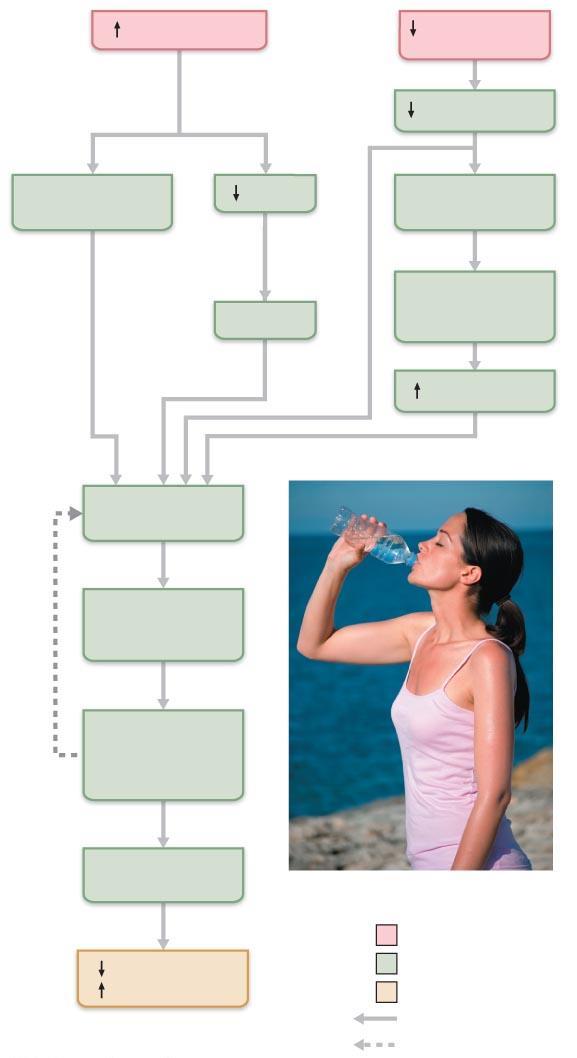 Figure 26.5 The thirst mechanism for regulating water intake.