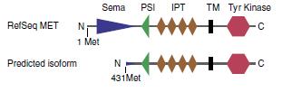 MET Altered Signaling Shown by