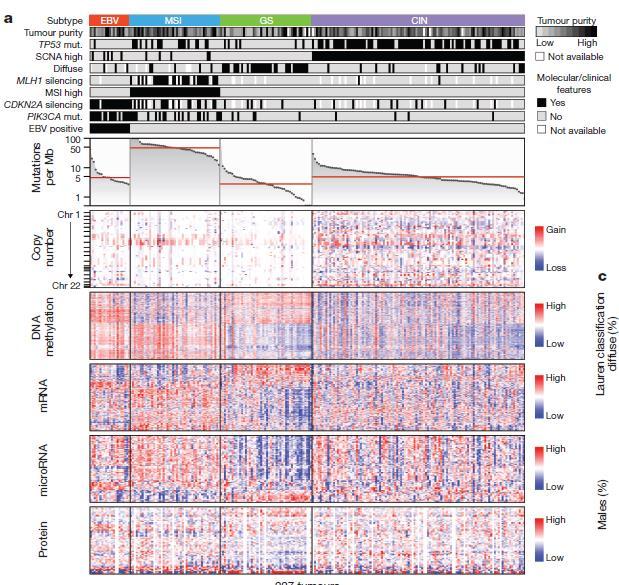 Gastric Cancer Four Genomic Subtypes (USA TCGA) A) Chromosomal Instability (CIN) B)