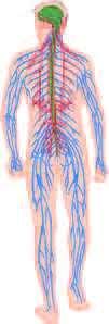 HOW THE NERVOUS SYSTEM WORKS central nervous system (CNS): the brain and spinal cord spinal cord: nerves that run up and down the length of the back and transmit most messages between the body and