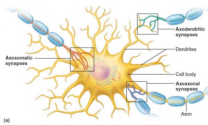 The Synapse A synapse is a functional junction between neurons.