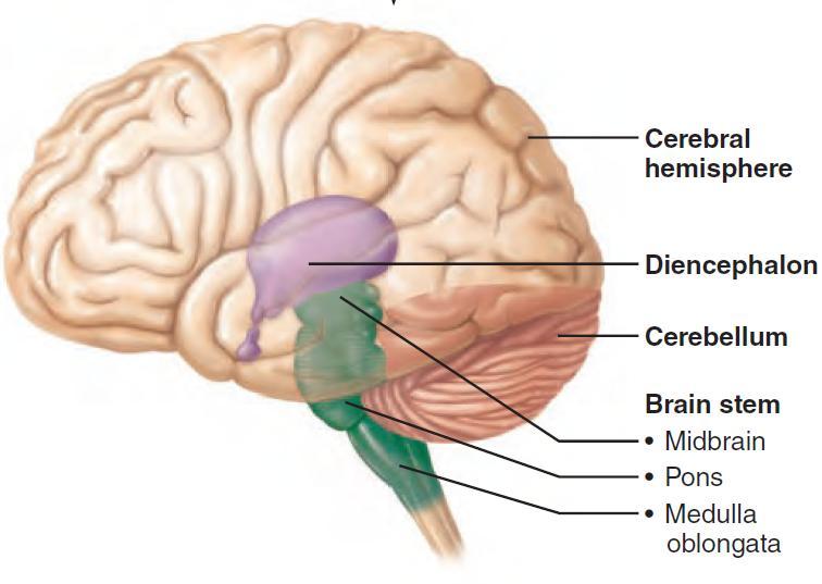 The Brain Regions and Organization Adult brain is divided into The cerebral hemispheres