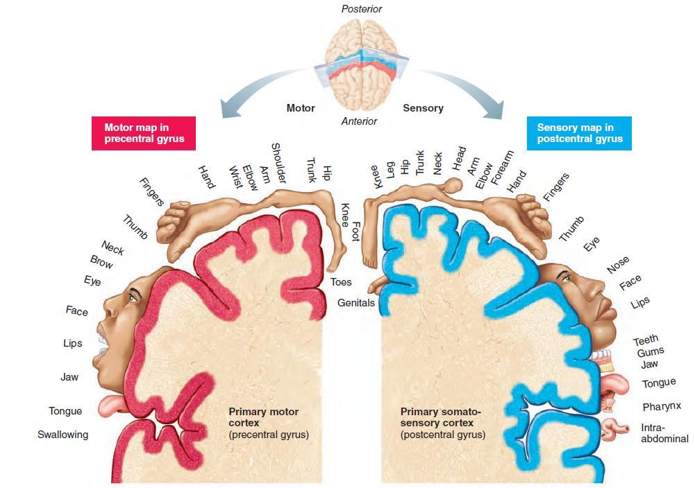 Body maps in the primary motor cortex
