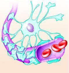 Blood Brain Barrier Includes the least permeable capillaries of the body Excludes many potentially harmful substances