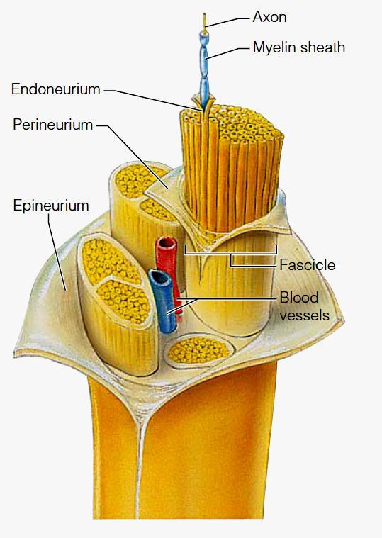 Peripheral Nervous System Structure of a Nerve: Endoneurium surrounds each fiber Groups of