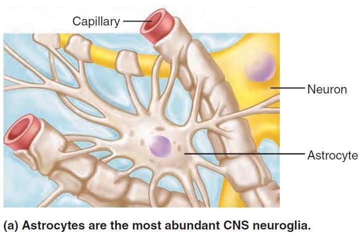 Neuroglia Neuroglia