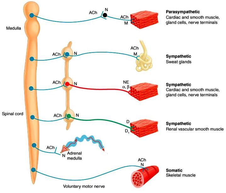 Comparison of efferent nervous system branches Preganglionic neuron Postganglionic neuron Sympathetic chain ganglia Ach: acetylcholine N: Nicotinic receptors M: Muscarinic receptors Epi: Epinephrine