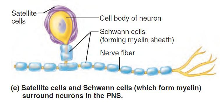 Neuroglia PNS neuroglia include: