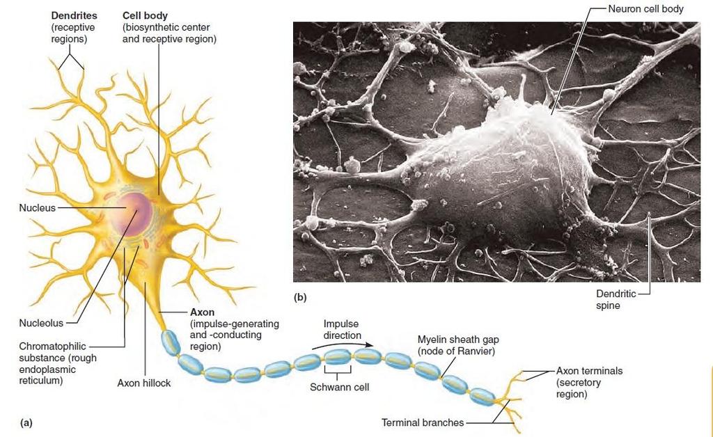 Neurons 9