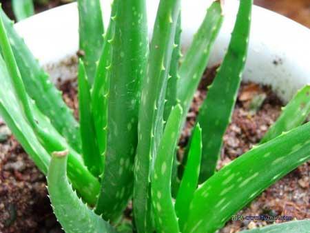 Lu Hui ( 芦荟 ) Herba Aloes 25 Lu Hui ( 芦荟 ) Herba Aloes Actions 1. Drains fire and guides out accumulation 2. Clears Liver heat 3.