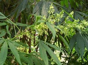 Literal English translation: fire hemp seeds Botanical Name: Cannabis