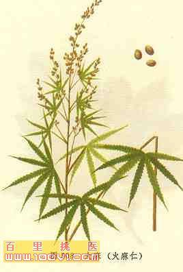 Pharmaceutical Name: Semen Cannabis Sativae When Harvested: August to
