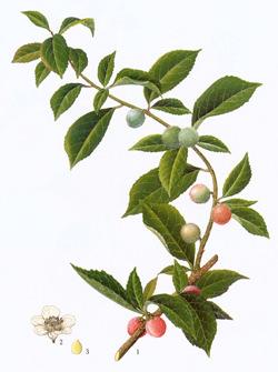 Yu Li Ren ( 郁李仁 ) Semen Pruni English name: bush cherry