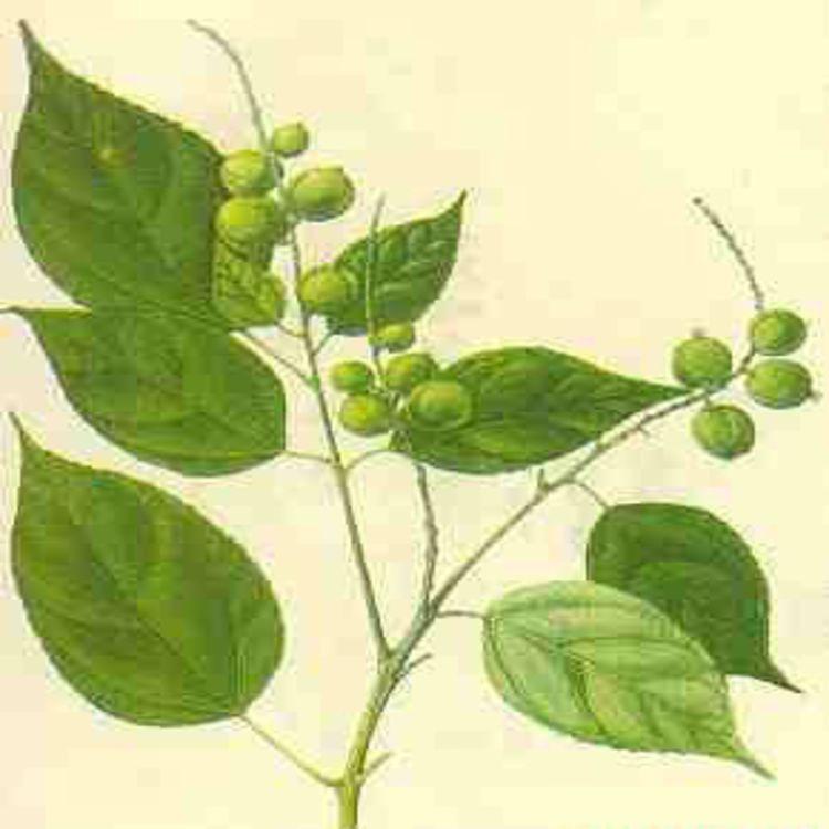 Ba Dou( 巴豆 ) Semen CrotonTiglii 63 Ba Dou( 巴豆 ) Semen CrotonTiglii Actions 1.