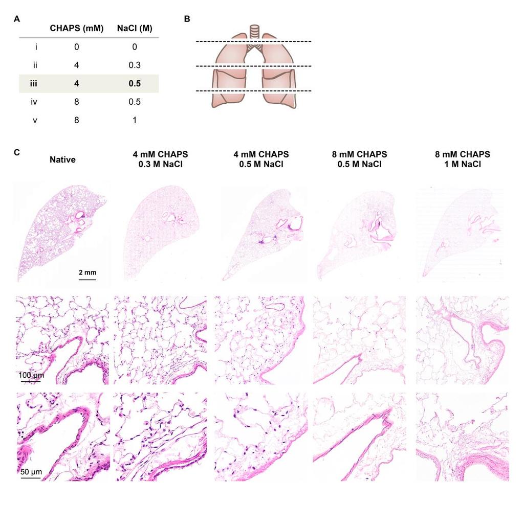 fig. S2. Optimization of de-epithelialization solution in rodent lungs on EVLP. (A) Summary of solutions used for de-epithelialization. (B) Lung map used for sampling.