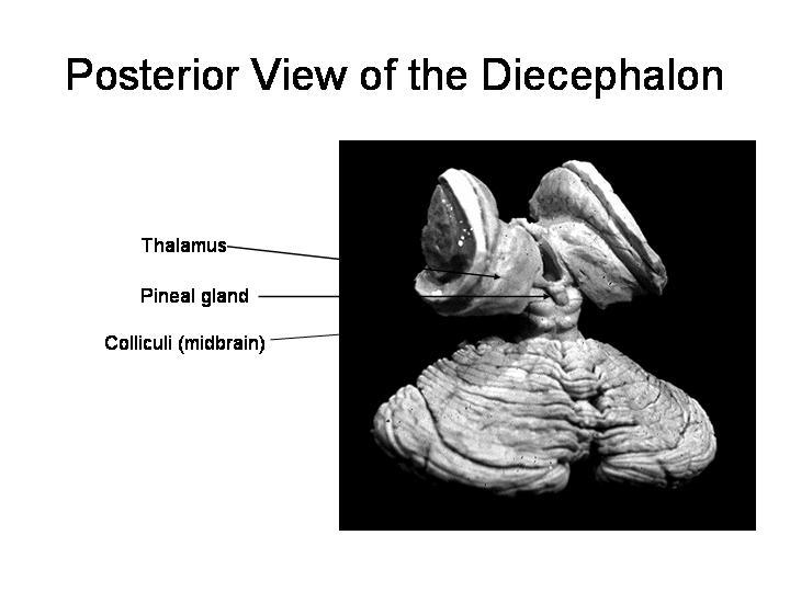= Caudate nucleus, putamen, globus pallidus, claustrum, amygdala From a clinician s point of view: Basal ganglia
