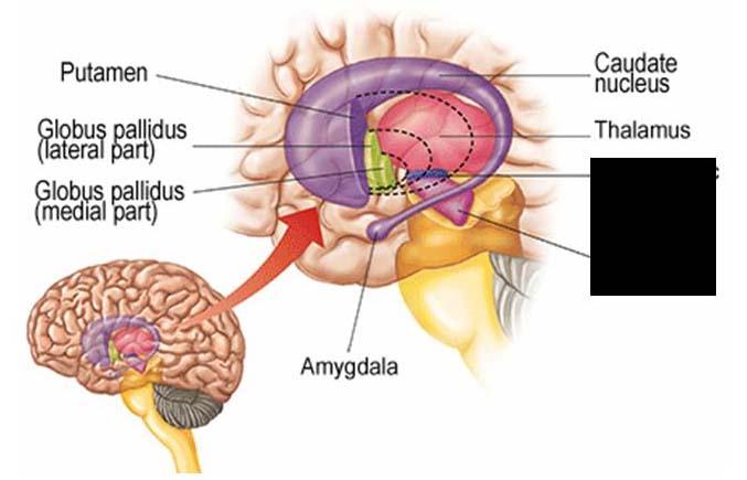 system involved in motor function not served by the motor cortex via the corticospinal tract also called pyramidal tract.